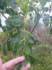 Polyscias cissodendron