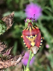 Codophila varia