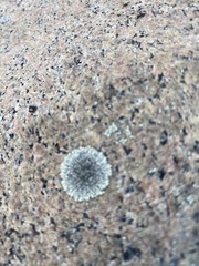 Dimelaena