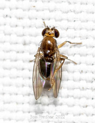 Diptera