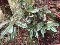 Daphniphyllum himalaense