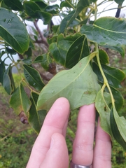 Polyscias cissodendron