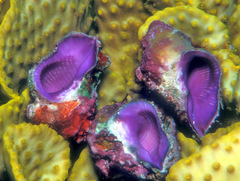 Coralliophila radula