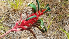 Anigozanthos manglesii