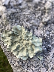 Flavoparmelia baltimorensis