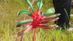 Anigozanthos manglesii