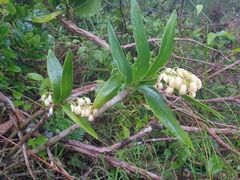 Dendrobium gracilicaule howeanum