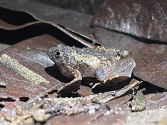 Microhyla berdmorei