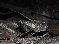Microhyla berdmorei