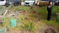 Anigozanthos manglesii