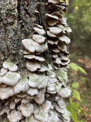 Cerrena unicolor