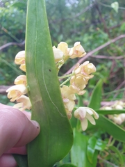 Dendrobium gracilicaule howeanum