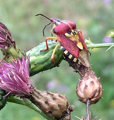 Codophila varia