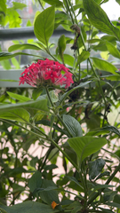 Pentas lanceolata