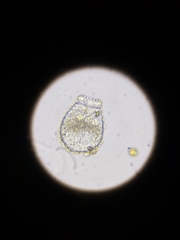 Euglypha