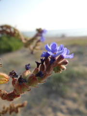 Anchusa leptophylla