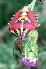 Codophila varia