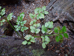 Angelica genuflexa