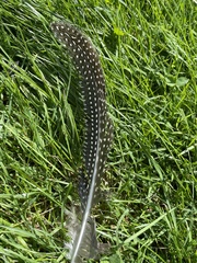 Numida meleagris domesticus