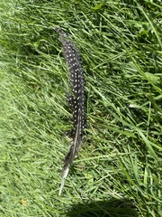 Numida meleagris domesticus