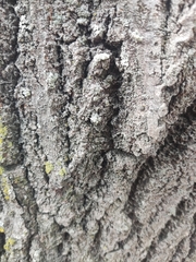 Physconia distorta