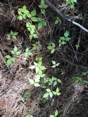 Toxicodendron orientale