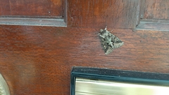 Allophyes oxyacanthae