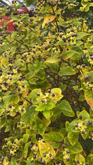 Hypericum androsaemum