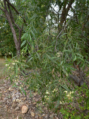 Acacia salicina