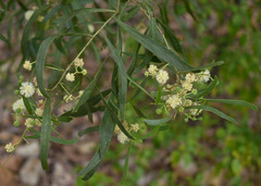 Acacia salicina