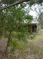 Acacia salicina
