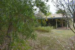 Acacia salicina