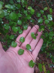 Muehlenbeckia complexa