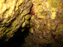 Phorcus turbinatus