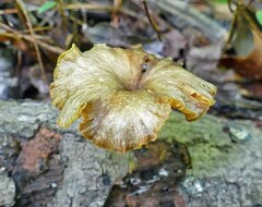 Gerronema strombodes