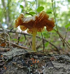 Gerronema strombodes
