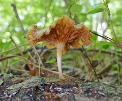 Gerronema strombodes