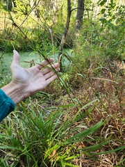 Scirpus hattorianus