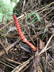 Balanophora laxiflora