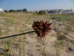 Cyperus capitatus