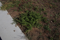 Solanum physalifolium nitidibaccatum