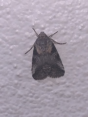 Aleptina