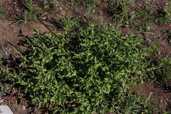 Solanum physalifolium nitidibaccatum