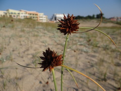 Cyperus capitatus