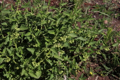 Solanum physalifolium nitidibaccatum