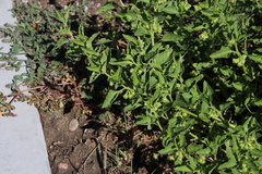Solanum physalifolium nitidibaccatum
