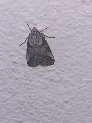 Aleptina