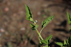 Solanum physalifolium nitidibaccatum