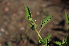 Solanum physalifolium nitidibaccatum