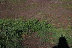 Solanum physalifolium nitidibaccatum